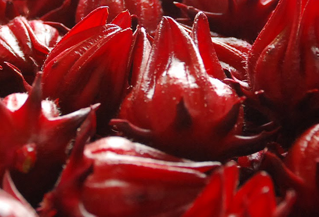 กระเจี๊ยบแดง