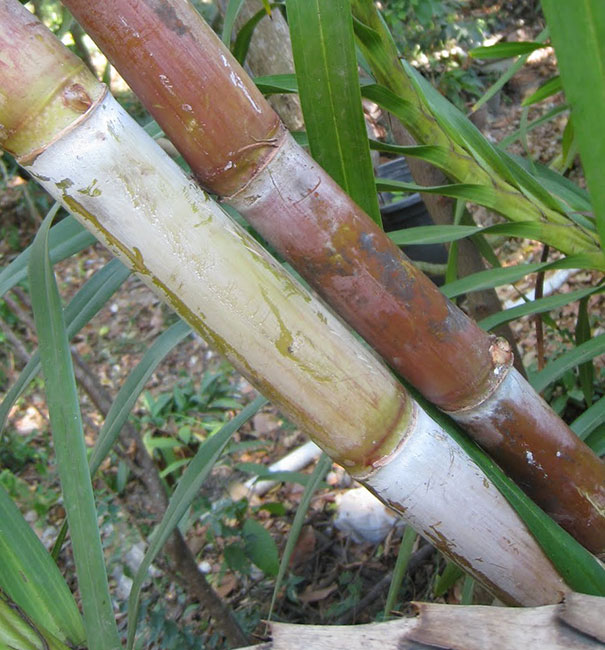 อ้อย (Sugar cane)