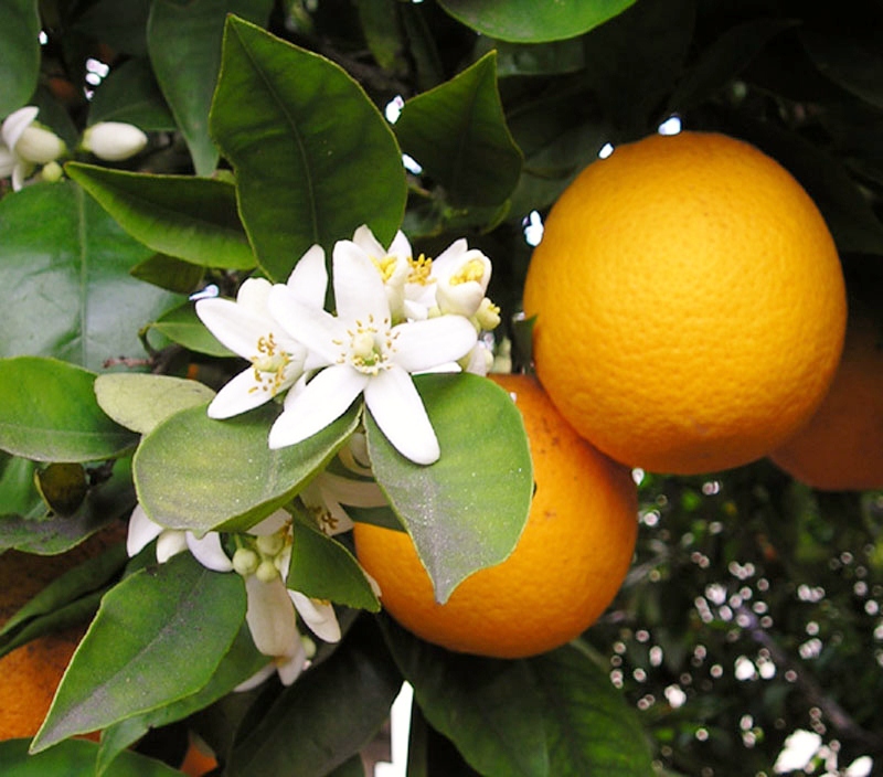 ส้มเกลี้ยง (Orange)