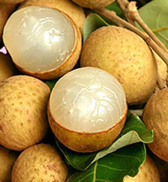 ลำไย (Longan)