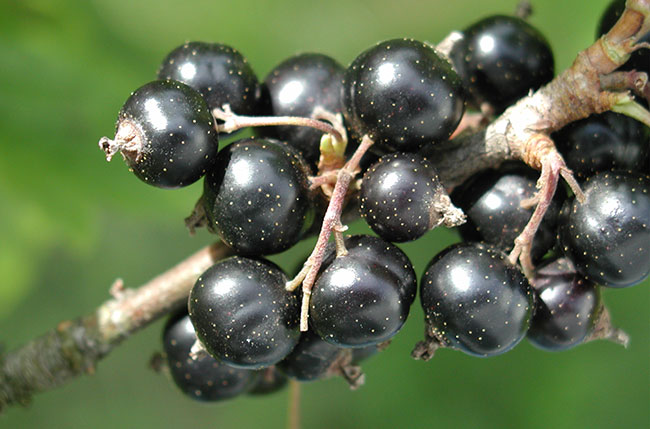 แบล็คเคอร์แรนท์ ผลไม้มหัศจรรย์ ราชาแห่งตระกูลเบอร์รี