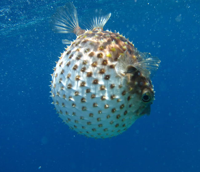 ภัยปลาปักเป้า