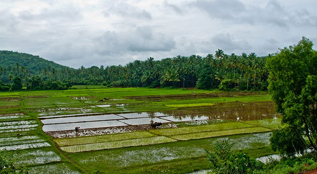 ในข้าวสารมีสารหนู?