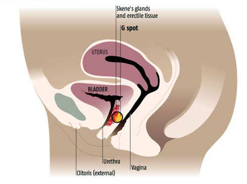 ฉีดฟิลเลอร์จีสปอท ช่วยให้ผู้หญิงเสียวสุดยอด