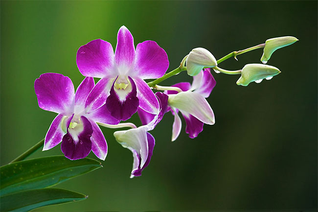 งามอย่างมีคุณค่า สารสกัดดอกกล้วยไม้