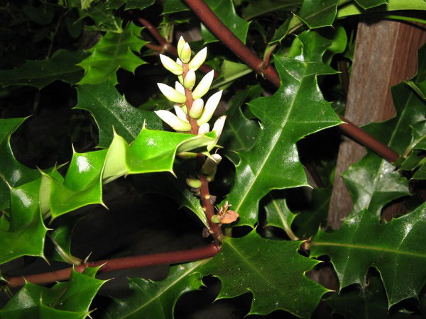 สมุนไพรเหงือกปลาหมอ รักษาโรคน้ำเหลืองเสีย