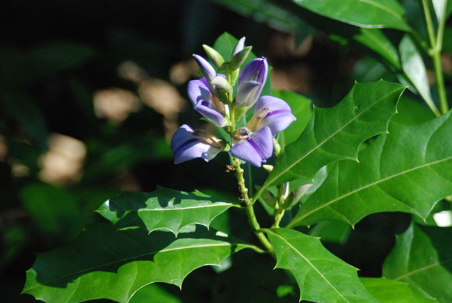 สมุนไพรเหงือกปลาหมอ ไม้น้ำแก้โรคผิวหนัง