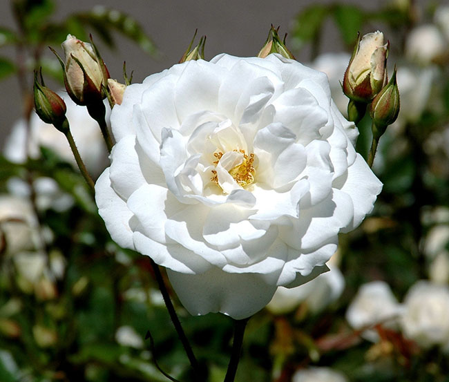 ฤทธิ์และประโยชน์ของดอกกุหลาบ