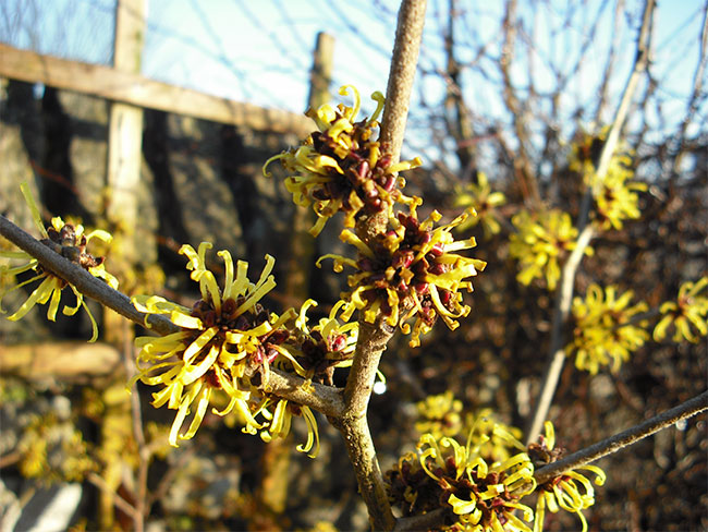 สารสกัด Witch Hazel ลดการอักเสบของสิว