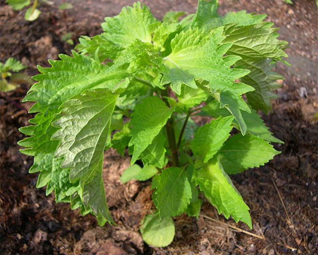 งาขี้ม้อน Perilla frutescens