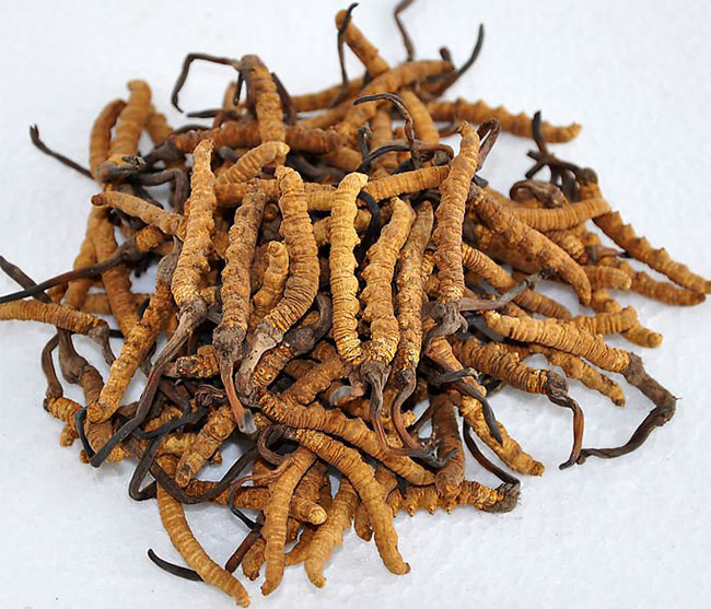 ถั่งเช่า สมุนไพรเพิ่มสมรรถภาพทางเพศ