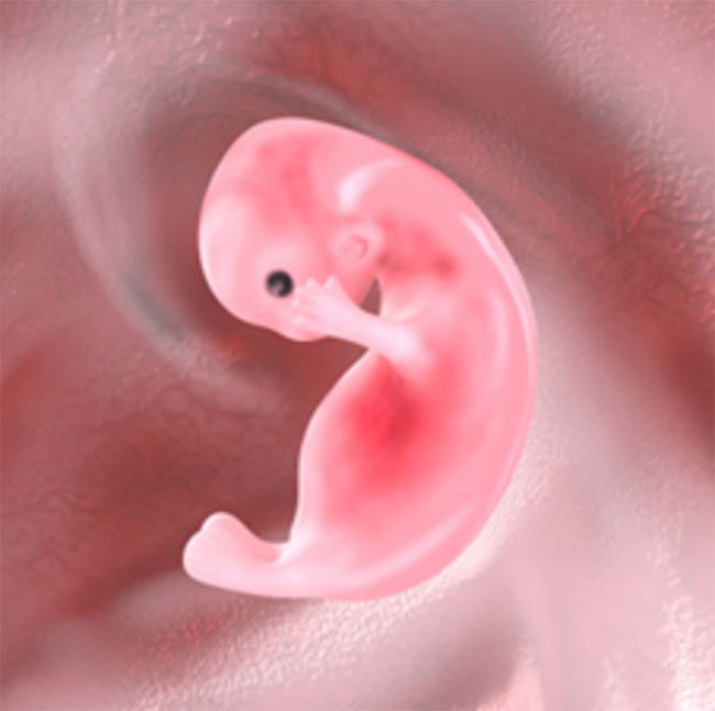 ทำ IVF อิ๊กซี่ เด็กหลอดแก้วและทำกิฟท์ แตกต่างกันอย่างไร