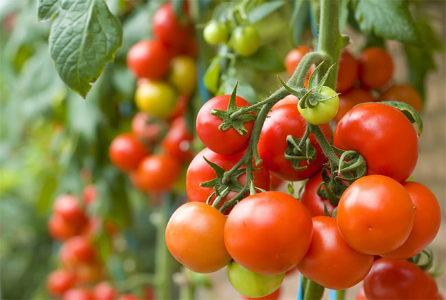 มะเขือเทศ (Tomato)