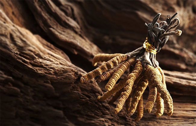 ถั่วเช่า สมุนไพรจีน กับสรรพคุณที่ไม่ธรรมดา