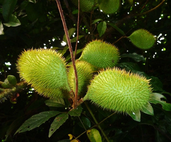 สวาด ยาแก้ไอ