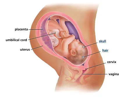 เรียนรู้การคลอดลูกและวิธีคลอดบุตร