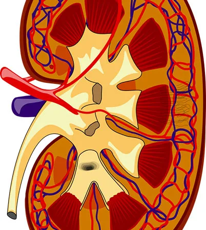 แทนไตด้วยไตเทียม
