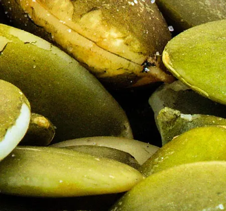 เคี้ยวๆ มันๆ แบบมีสุขภาพกับเมล็ดฟักทอง