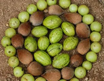 ตรีผลา ผลไม้มากคุณค่าแห่งฤดูร้อน