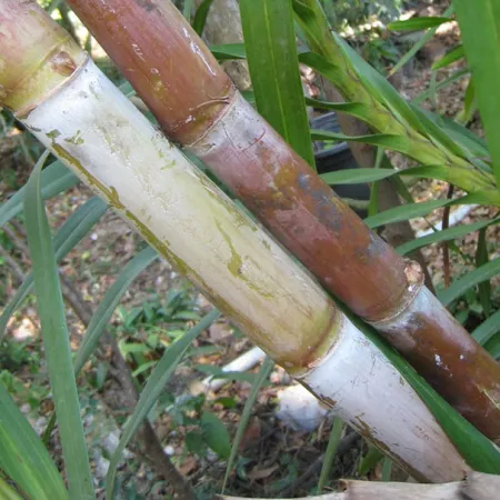 อ้อย (Sugar cane)