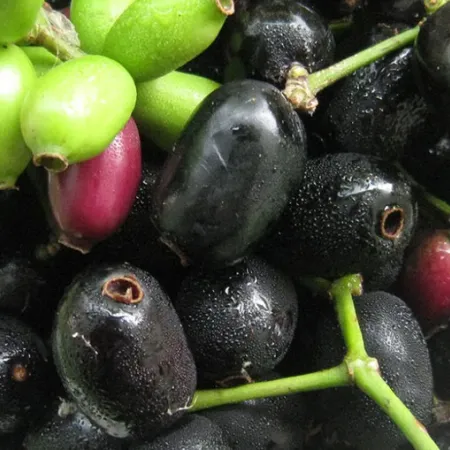 หว้า (Jambolan)