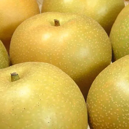 สาลี่ (Pear)