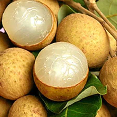 ลำไย (Longan)