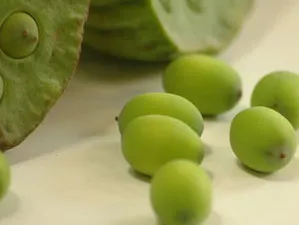 ลูกบัว (Lotus)