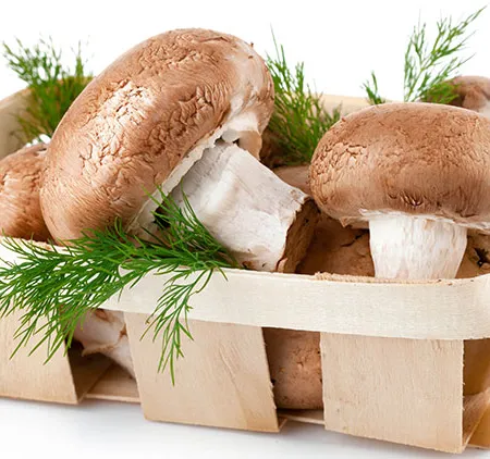 เห็ดยอดอาหารวิเศษ