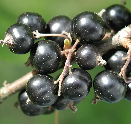 แบล็คเคอร์แรนท์ ผลไม้มหัศจรรย์ ราชาแห่งตระกูลเบอร์รี