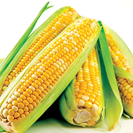 บำรุงผิวพรรณป้องกันมะเร็งด้วย ข้าวโพด