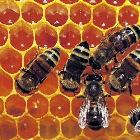 สารสกัดจาก นมผึ้ง สุดยอดอาหารผิวคงความสาว