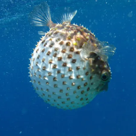 ภัยปลาปักเป้า