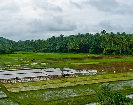 ในข้าวสารมีสารหนู?