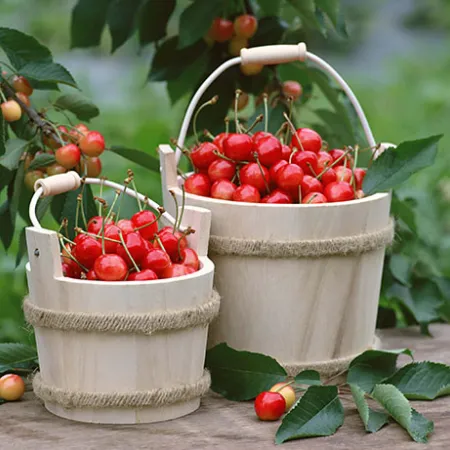 สารสกัดจาก เชอร์รี่ ผลไม้ชะลอวัย