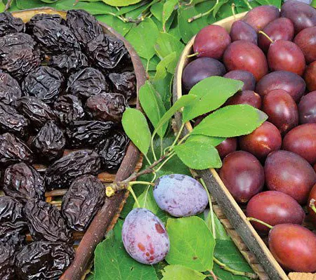 สารสกัดจาก ลูกพรุน ไฟเบอร์แห่งอัญมณีสีดำ