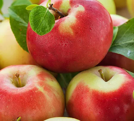 แอปเปิ้ล ราชินีแห่งผลไม้