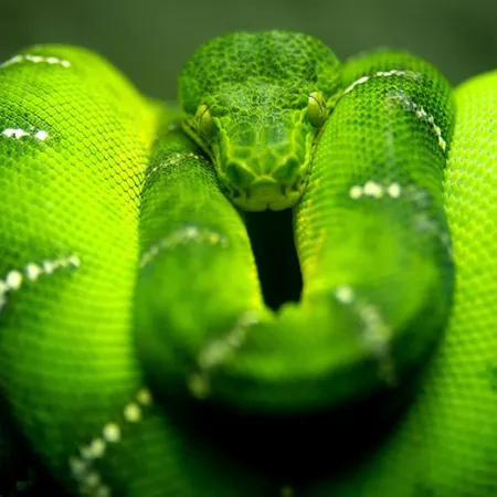 สารสกัดเลียนแบบพิษงู ช่วยให้ผิวเต่งตึงราวกับฉีดโบท็อกซ์