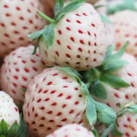 รักแรกพายเบอร์รี่ สตรอเบอร์รี่สีขาว เผยผิวขาวดังชื่อ