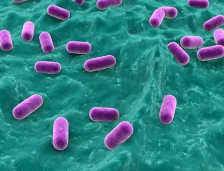 โปรไบโอติกส์ คืออะไร (Probotics)