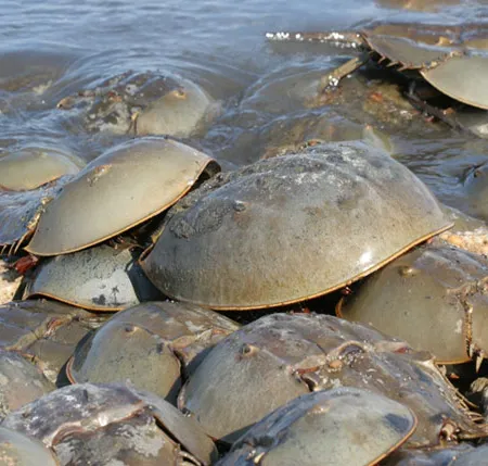 พิษร้าย ไข่แมงดาทะเล