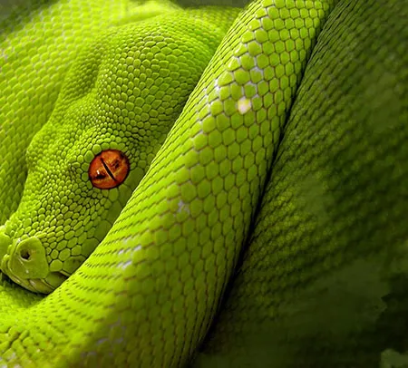 งูพิษ งูกัด ถูกงูมีพิษกัด