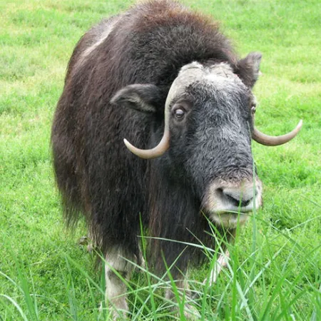 โรควัวบ้า ภัยร้ายที่เราต้องเฝ้าระวัง