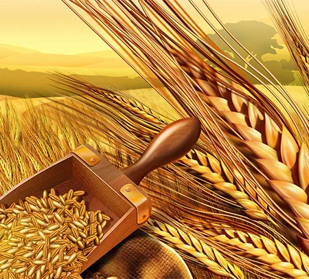 ข้าวสาลีมีประโยชน์ทั้งการกินและการใช้