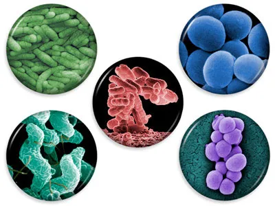 โปรไบโอติก จุลินทรีย์สุขภาพเพื่อการชะลอวัย