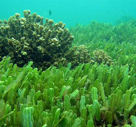 สาหร่าย มีปริมาณสารหนูสูงเกินค่ากำหนด