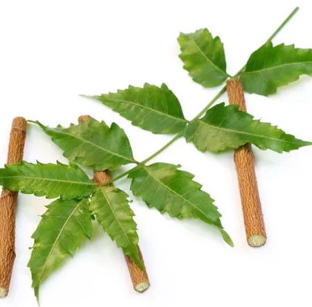 น้ำมันสะเดา ศาสตร์ลึกลับแห่งความงามของสาวอินเดีย