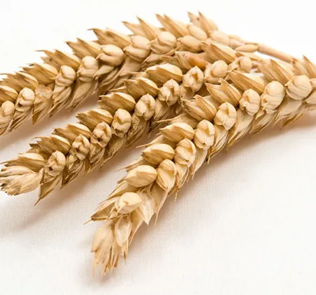 Gluten free คืออะไร