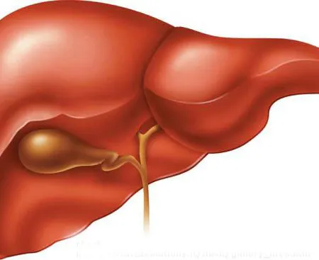 ตับ มะเร็งตับ โรคตับ