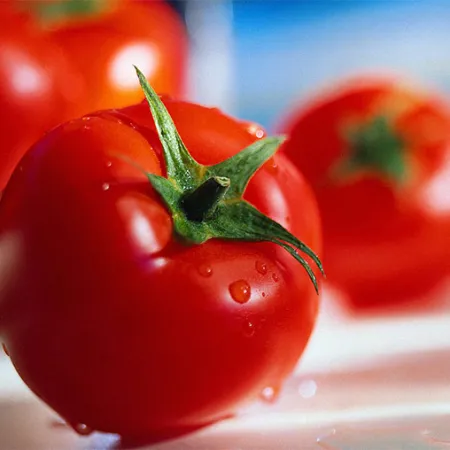 ไลโคปีนในมะเขือเทศ ต้านพิษระบบสืบพันธุ์